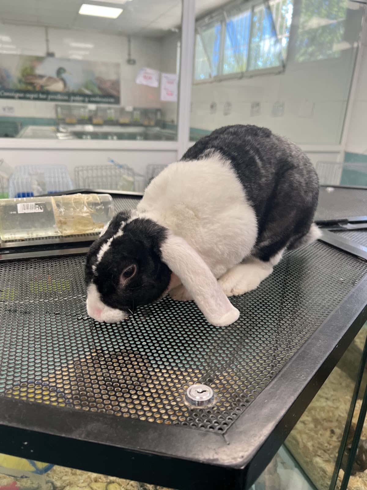 veterinaria petiberia veterinario centro en collado villalba en madrid principalImage ADOPTA Sitios Pet Friendly