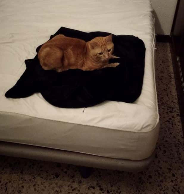 Clínica Veterinaria Alpedrete