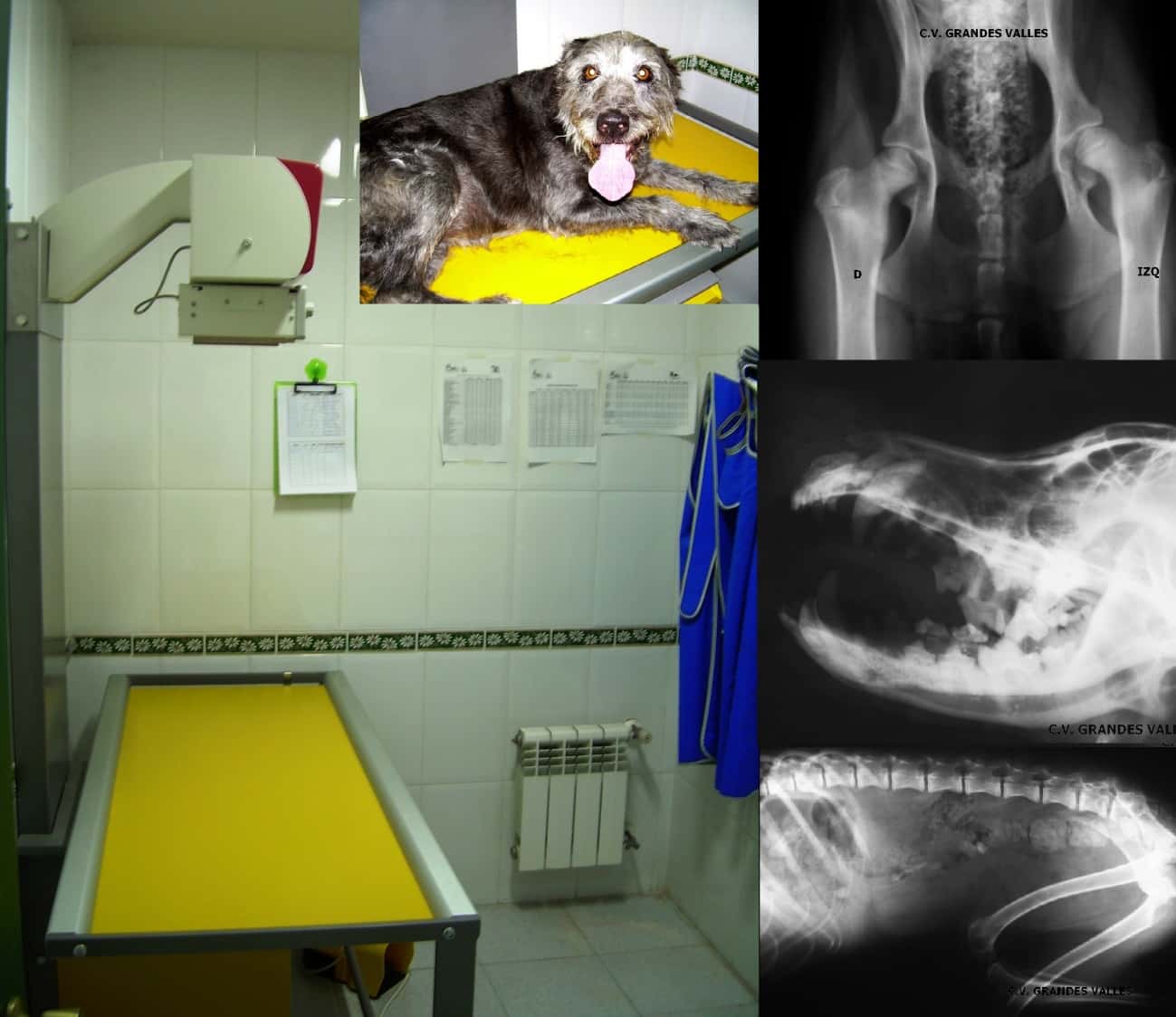 Centro Veterinario Grandes Valles