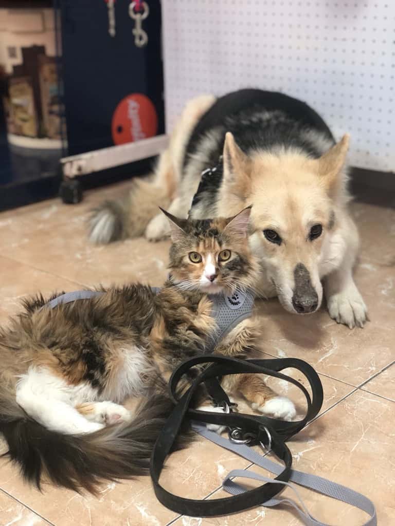 Clinica Veterinaria