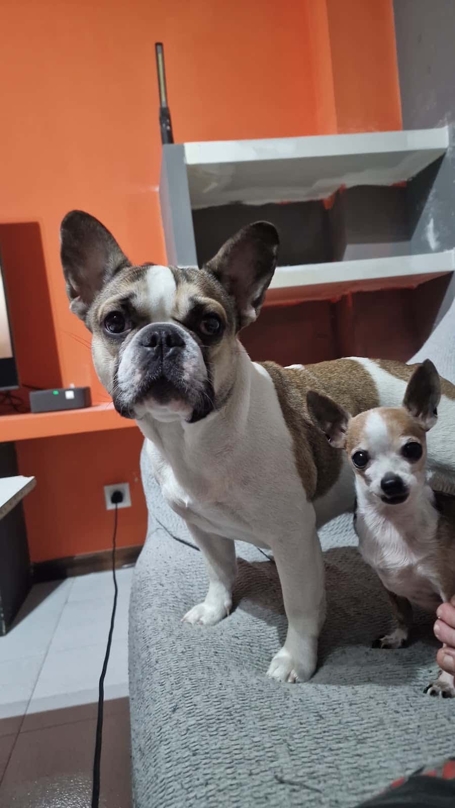 Clinica Veterinaria