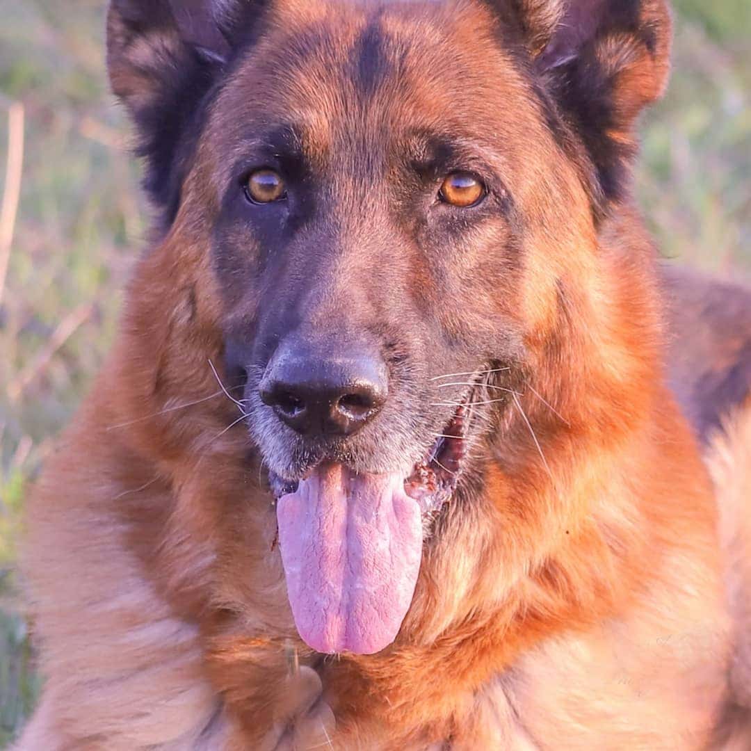 Clinica Veterinaria