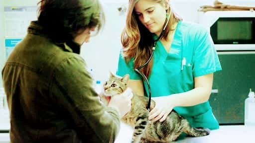 centro veterinario eurocan guadarrama veterinario centro en guadarrama en madrid principalImage ADOPTA Sitios Pet Friendly