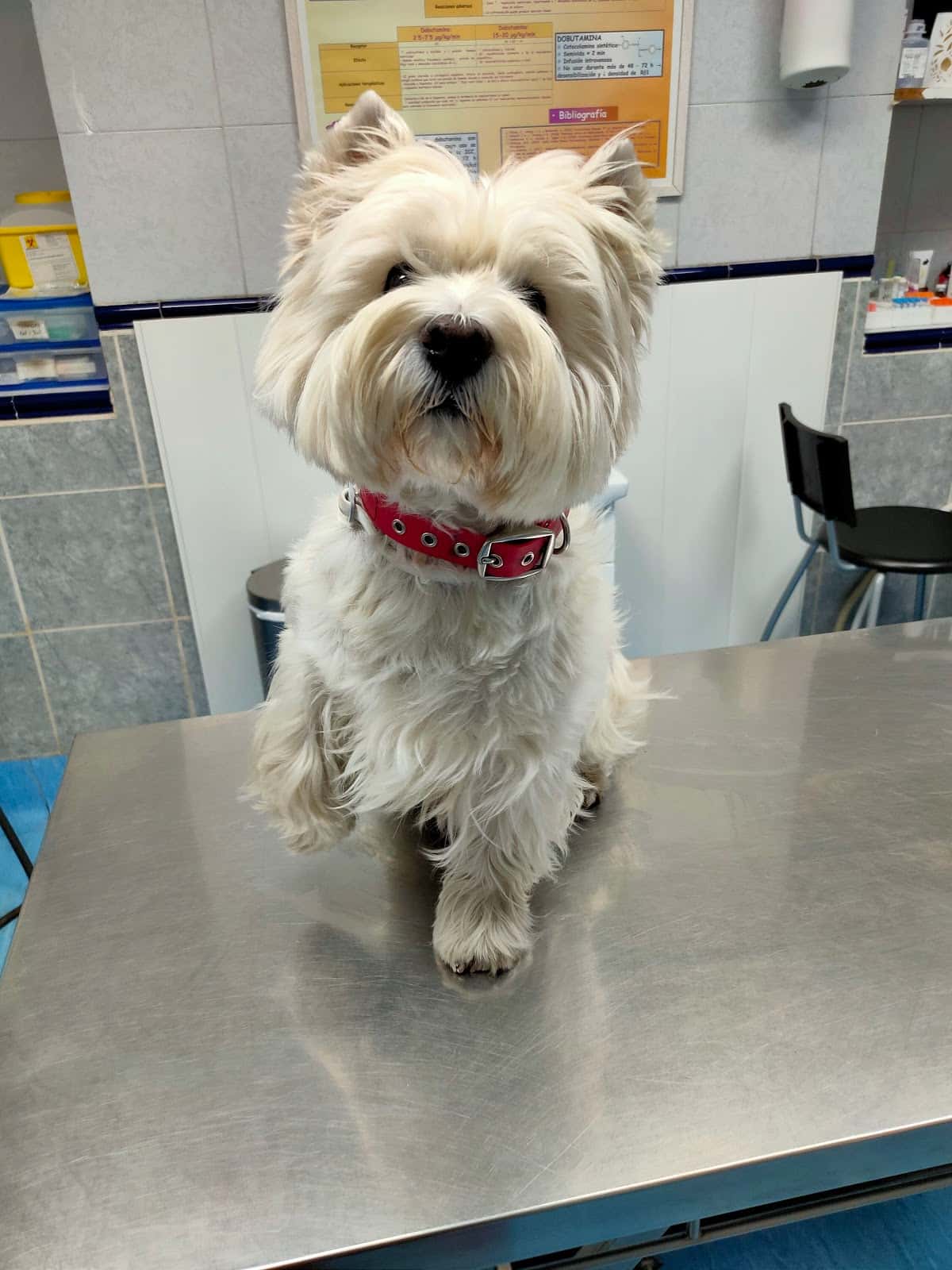 Centro Veterinario Eurocan (Urgencias y Hospitalización)