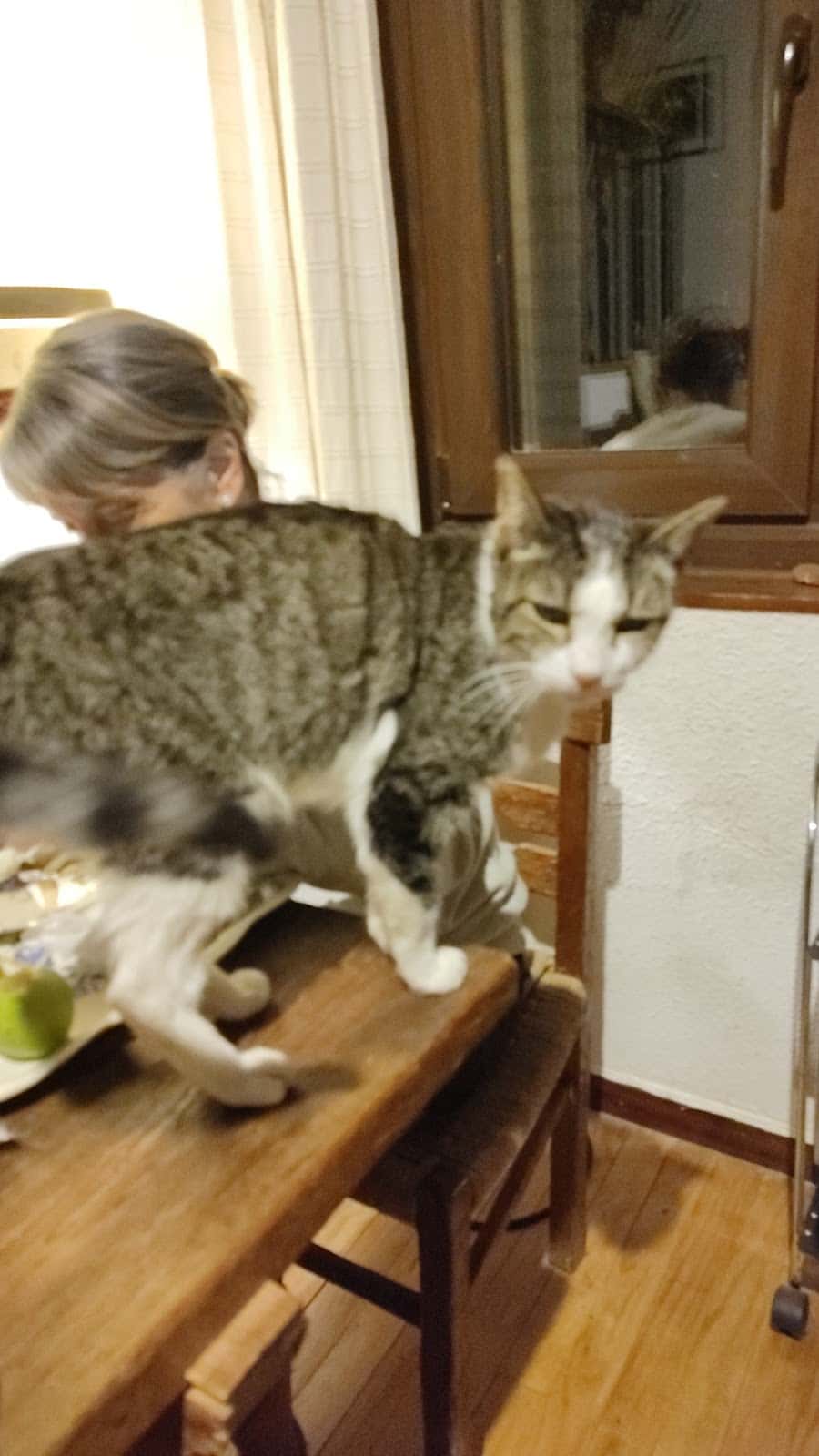 Centro Veterinario Eurocan (Urgencias y Hospitalización)