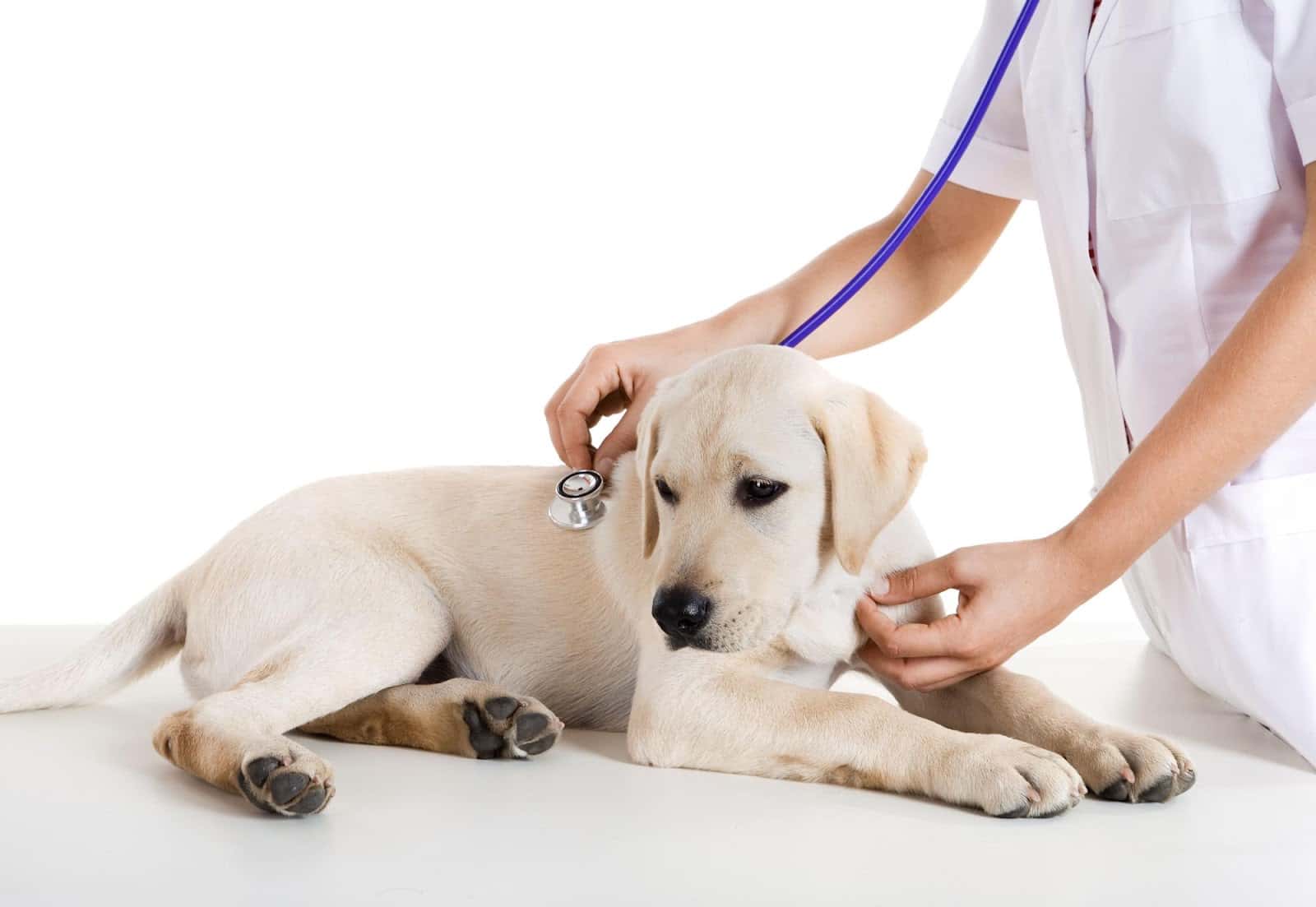 Centro Médico Veterinario Los Álamos