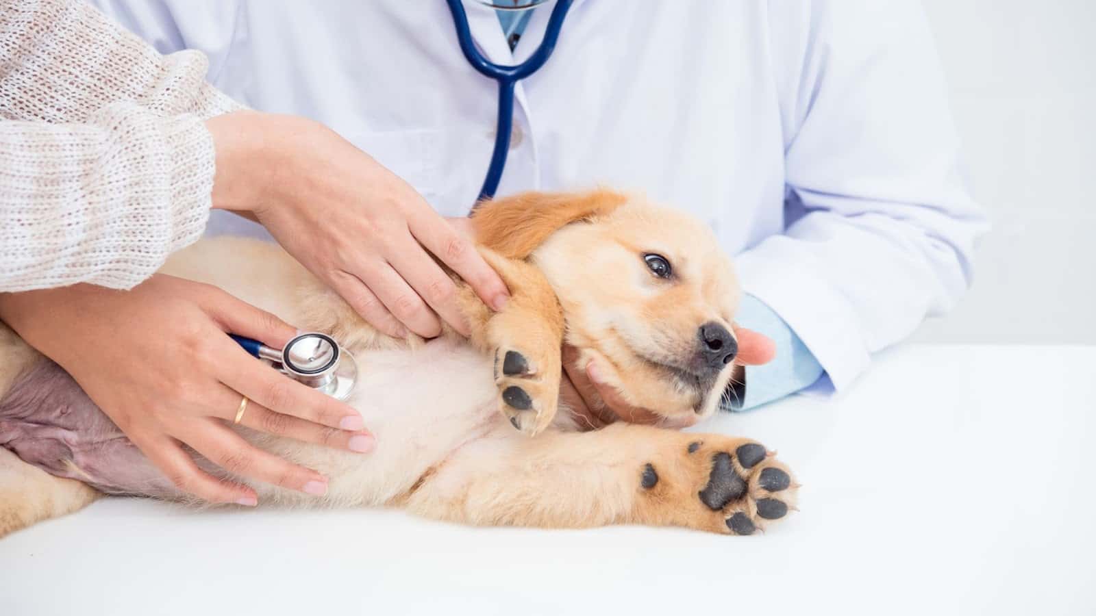 centro medico veterinario los alamos veterinario centro en torrelodones en madrid principalImage ADOPTA Sitios Pet Friendly