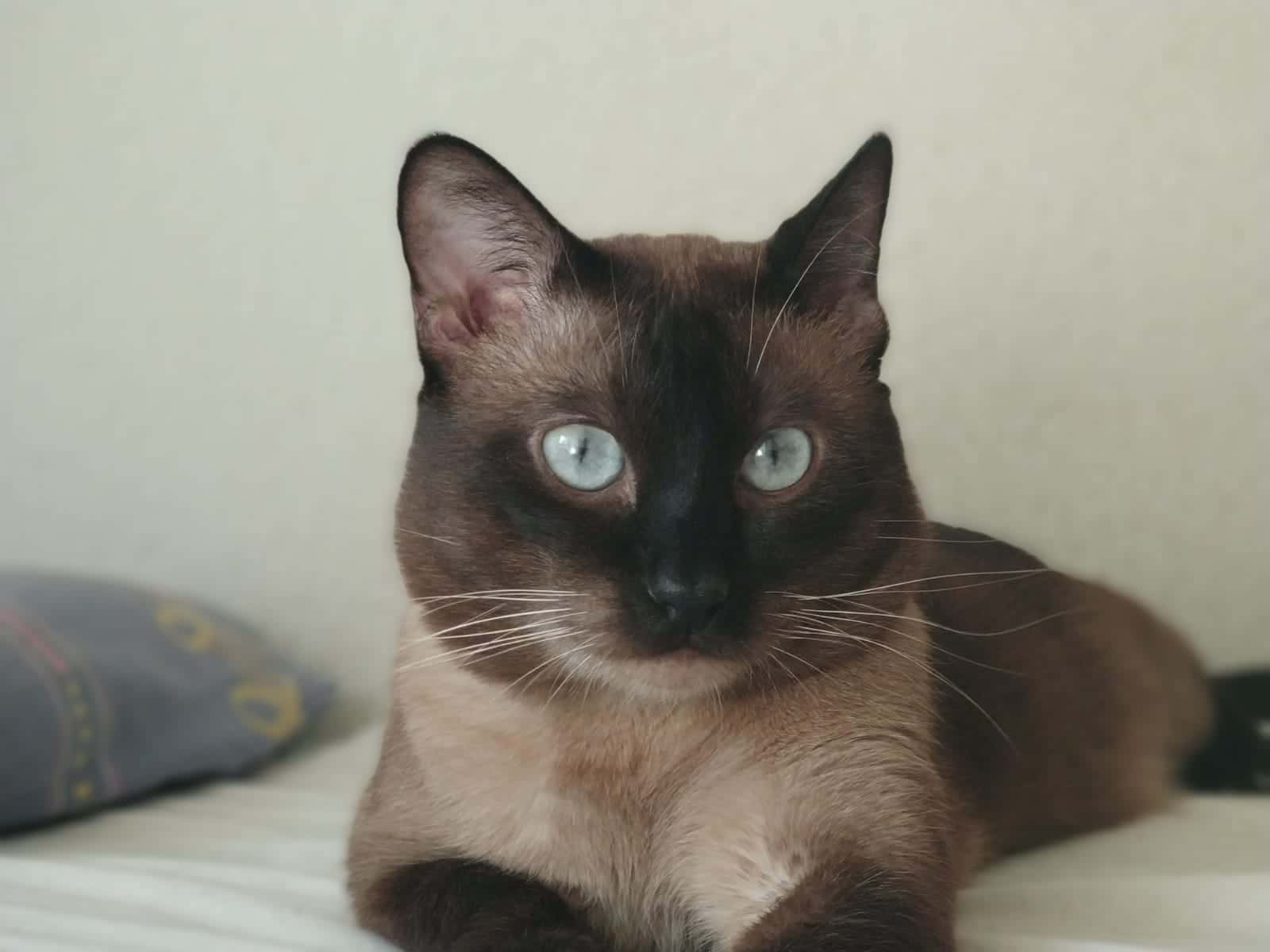 Clínica Veterinaria Getafe