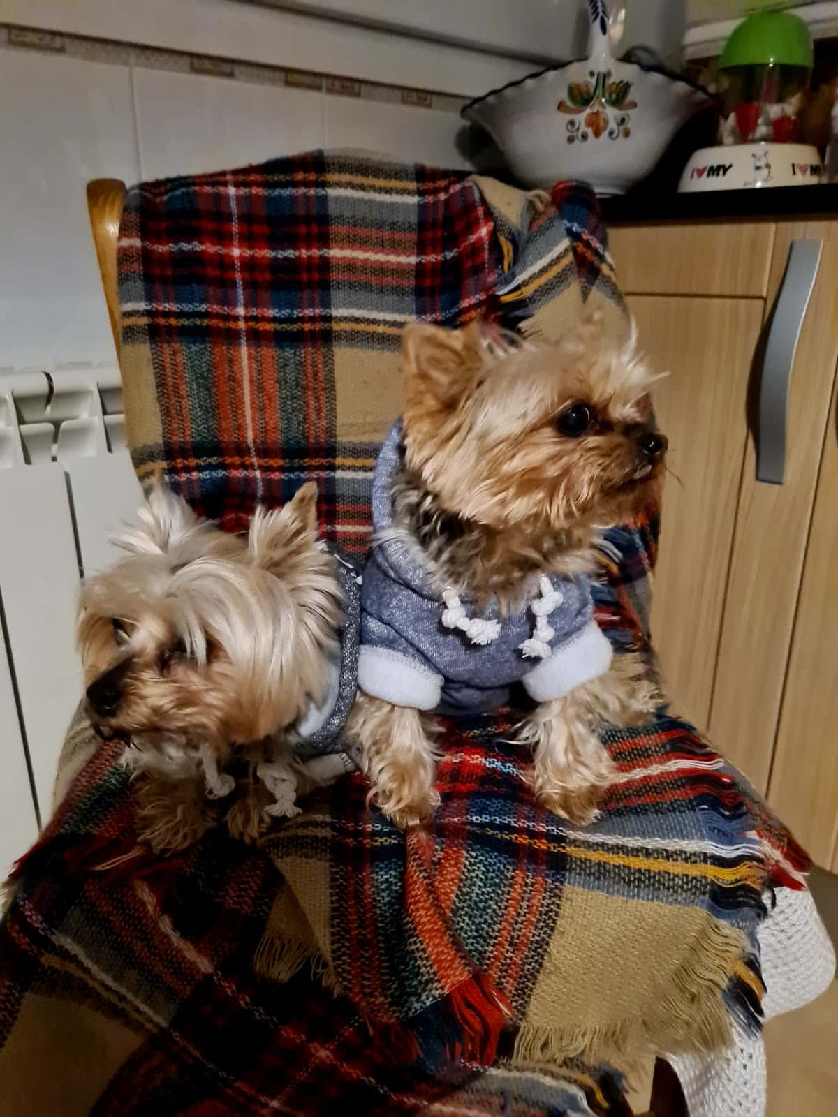 Su Veterinario Illescas