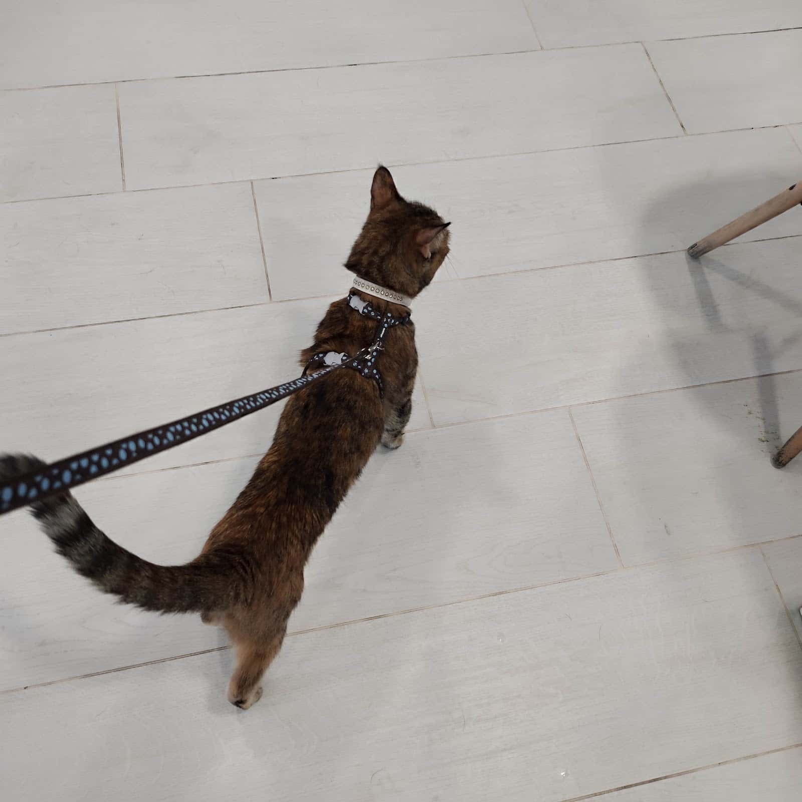 Clínica Veterinaria Vereda de los Estudiantes