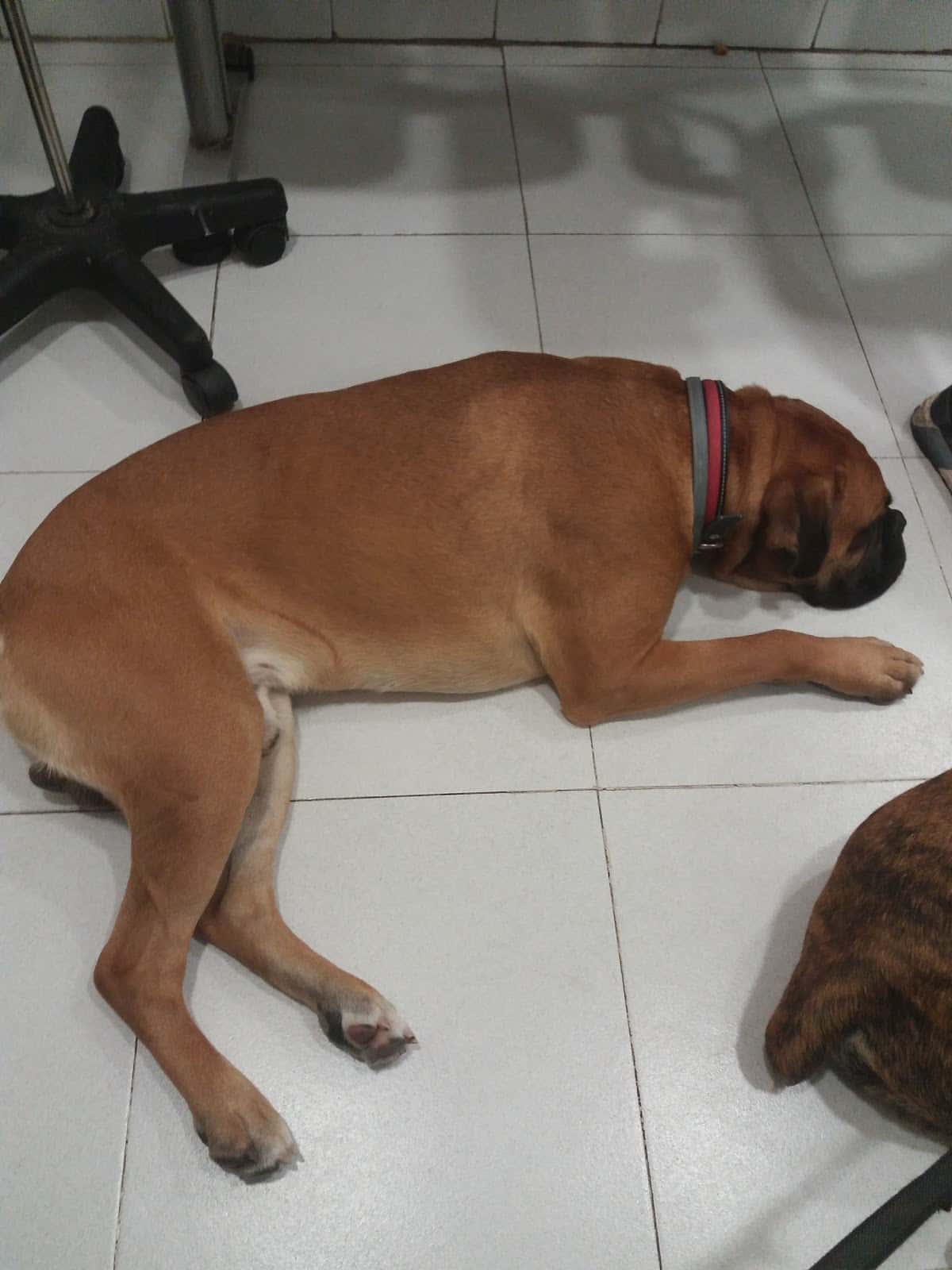 Clínica Veterinaria Vereda de los Estudiantes