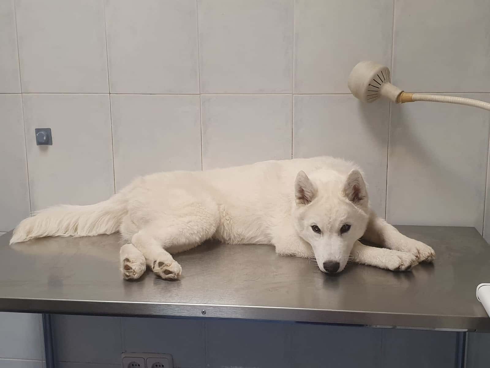 Clínica Veterinaria Don Félix