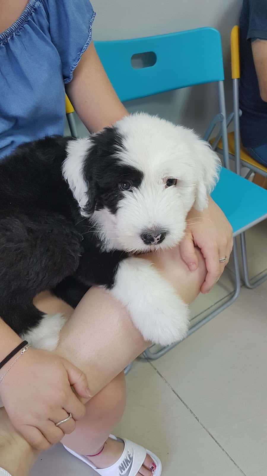 BiznagaVet Centro Veterinario