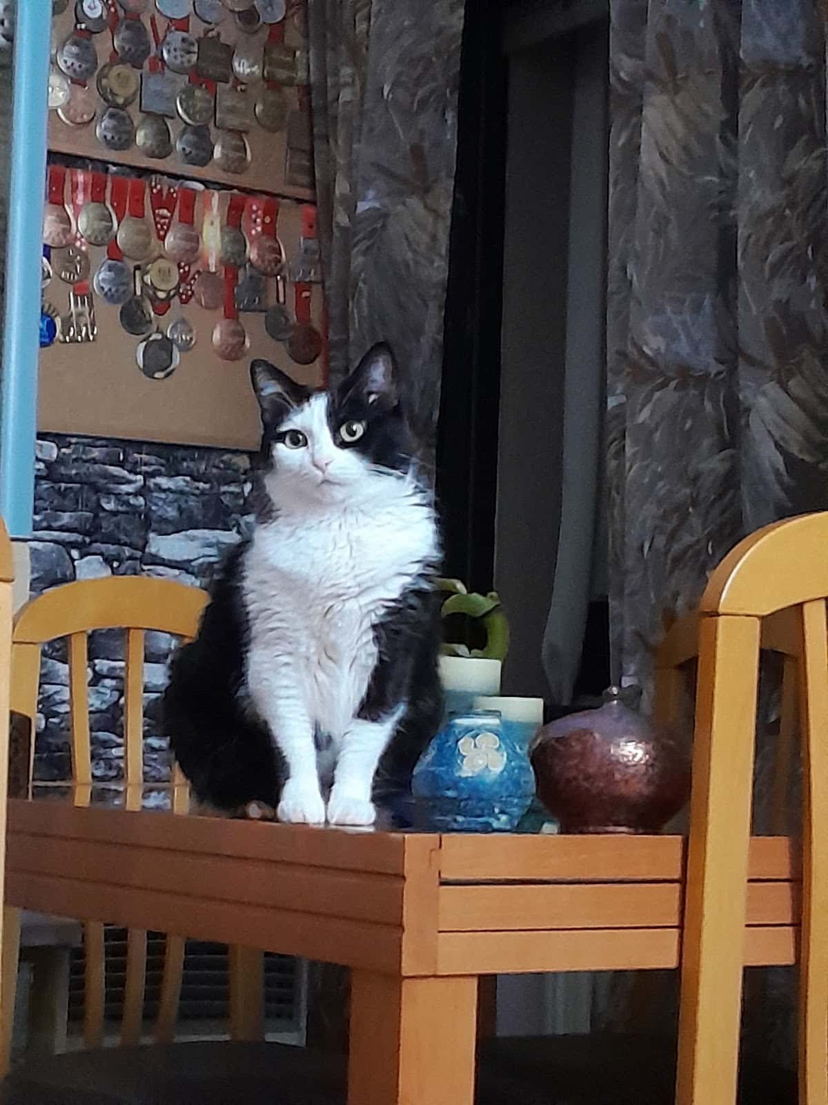 Clínica Veterinaria Argos