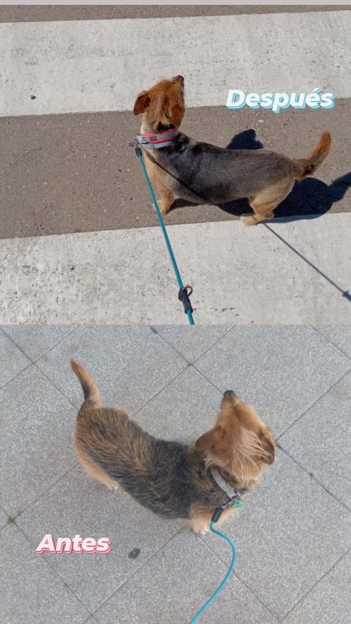 wow mascotas veterinario centro en ugena en toledo principalImage ADOPTA Sitios Pet Friendly