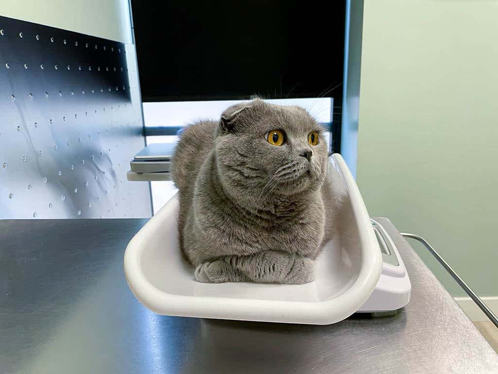 Hospital Gattos