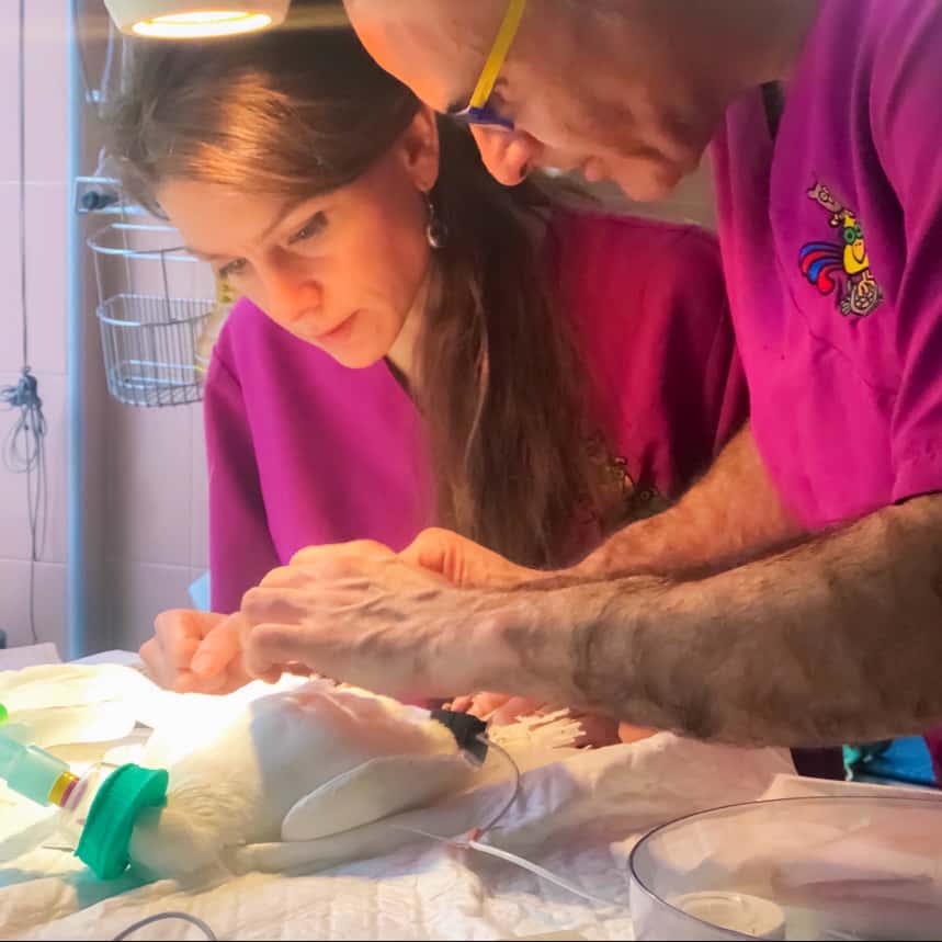 medivet    horas los sauces chamberi veterinario centro cerca de madrid principalImage ADOPTA Sitios Pet Friendly