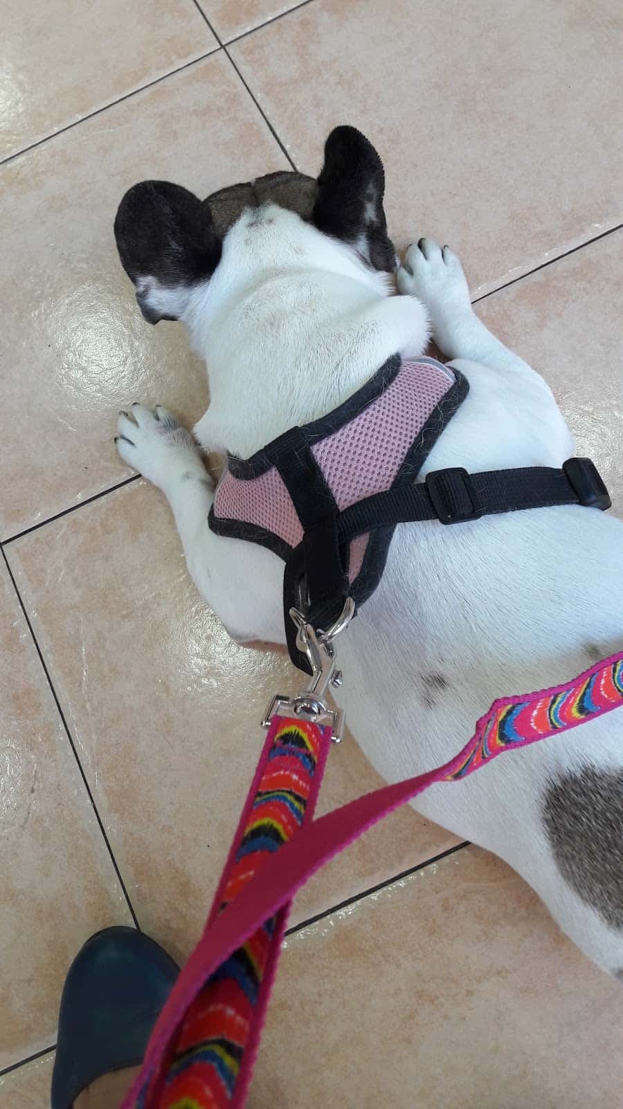 Clinic Veterinaria Legavet
