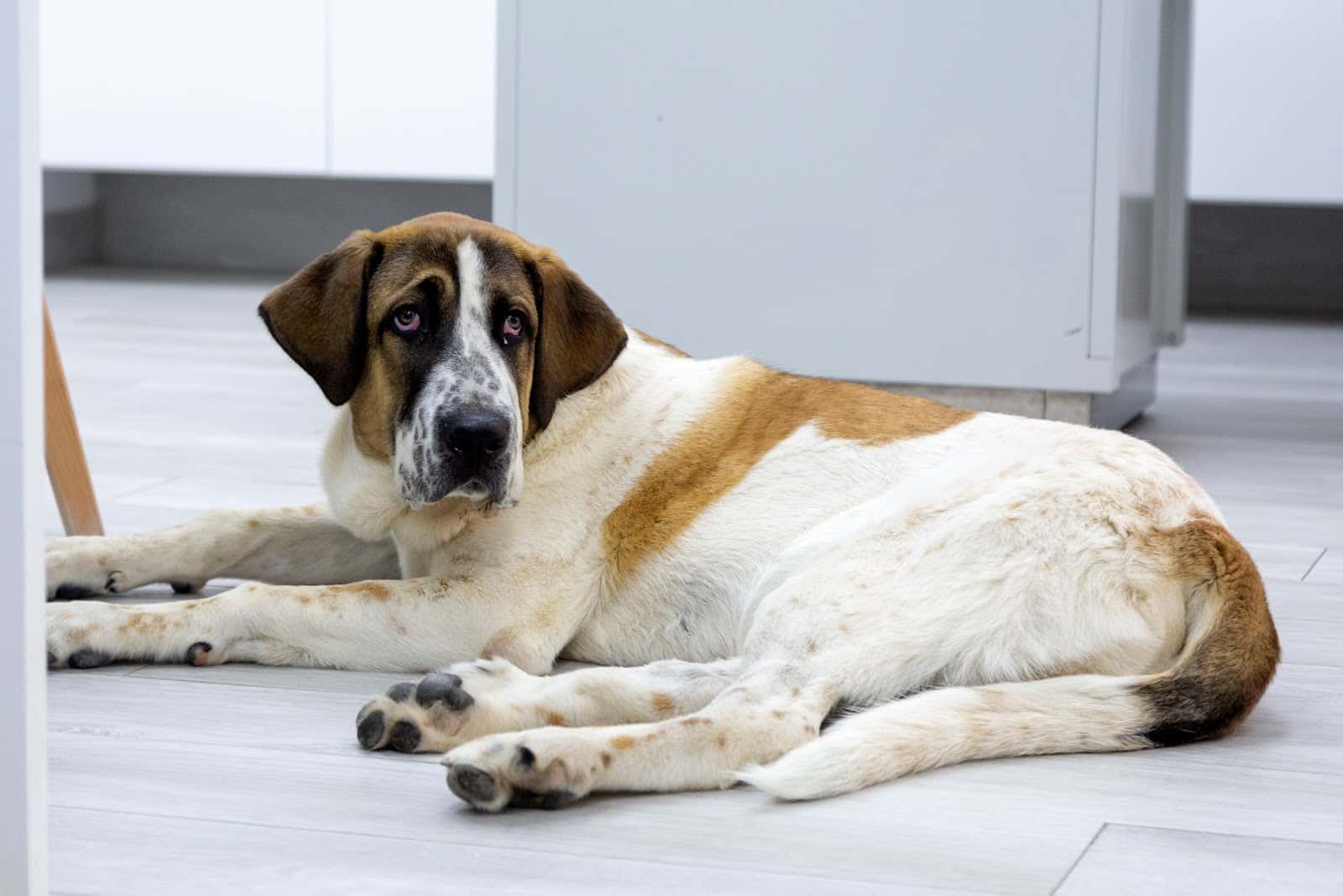 Clínica Veterinaria Caservet Escosura