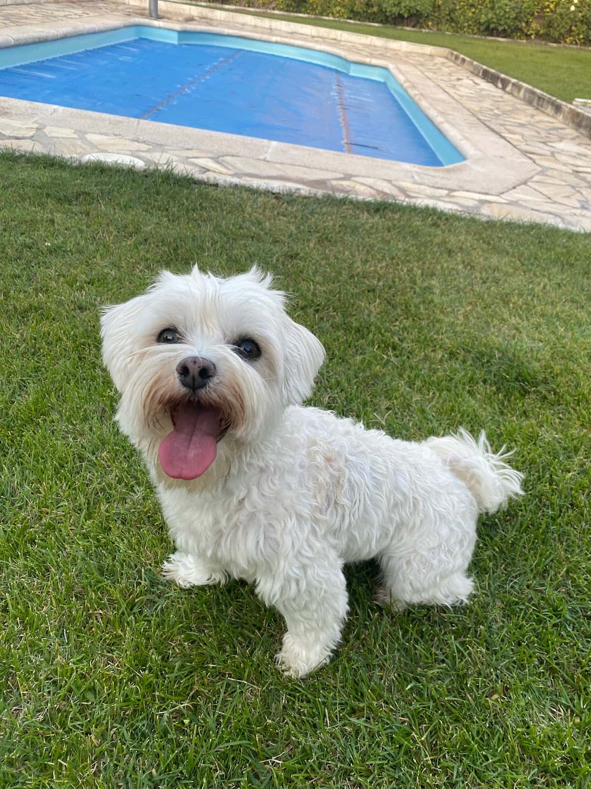 Urgencias Veterinarias Reina Cristina