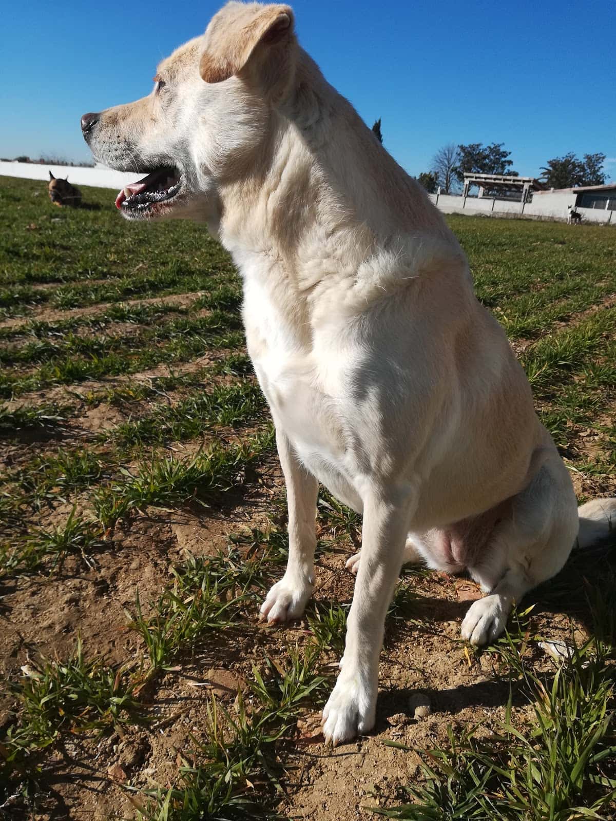 Veterinario Scooby Illescas