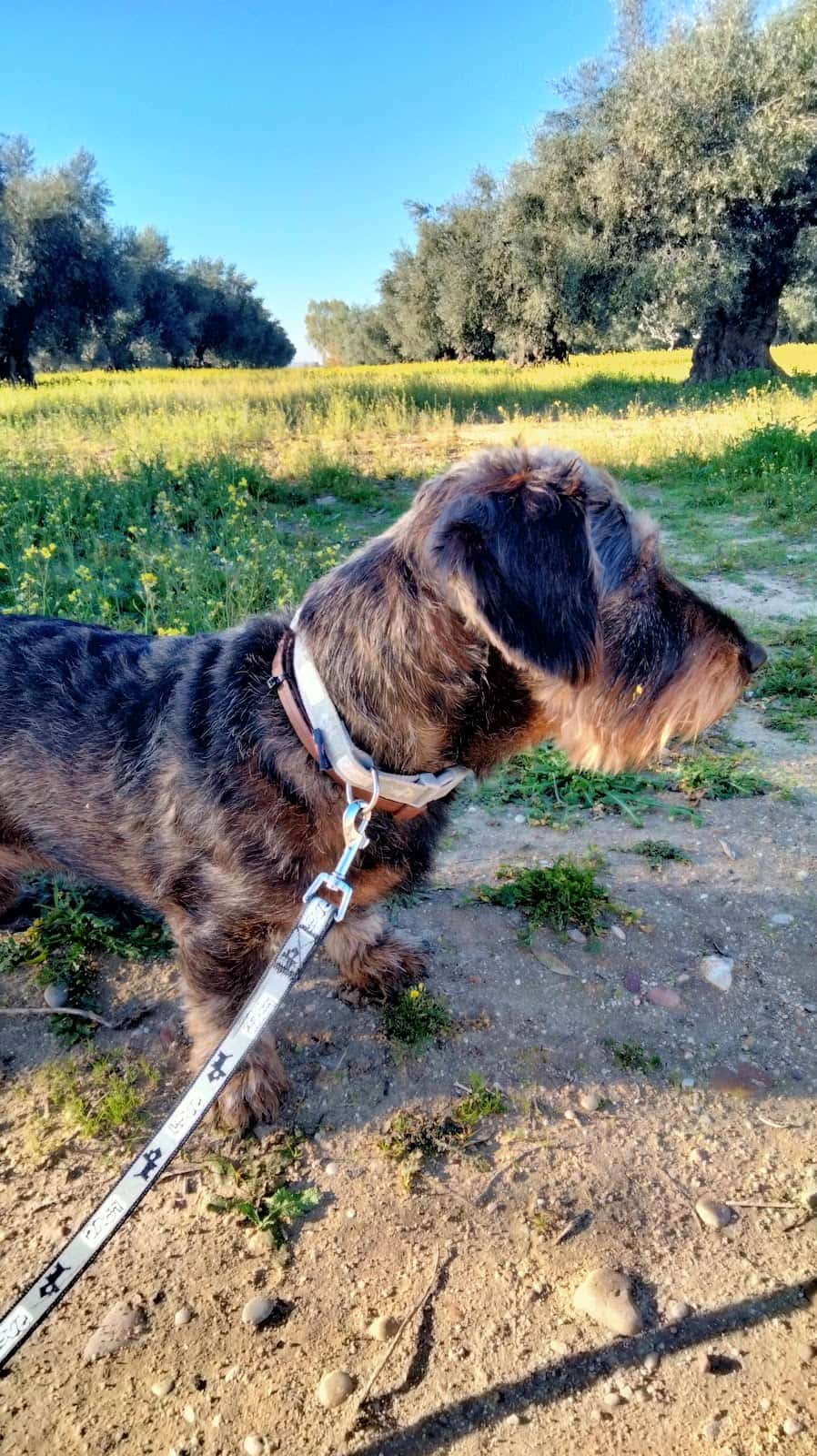 Veterinario Scooby Illescas