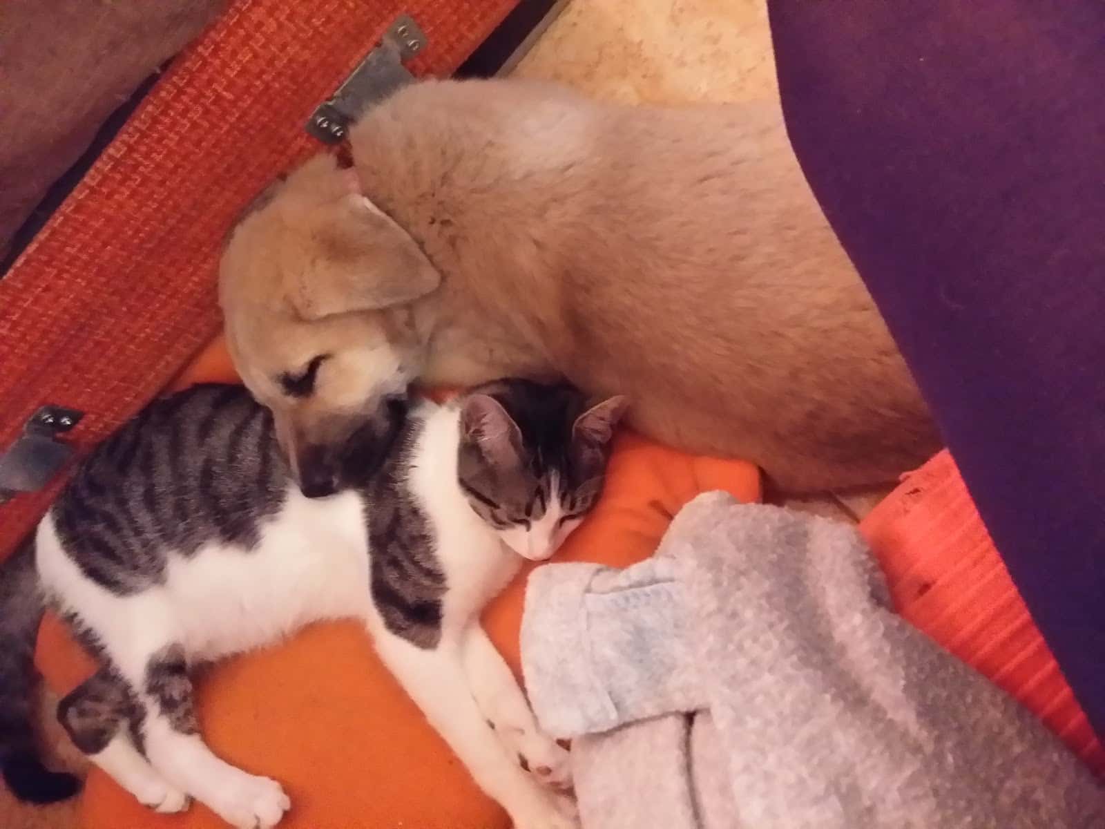 Centro Veterinario Carranque