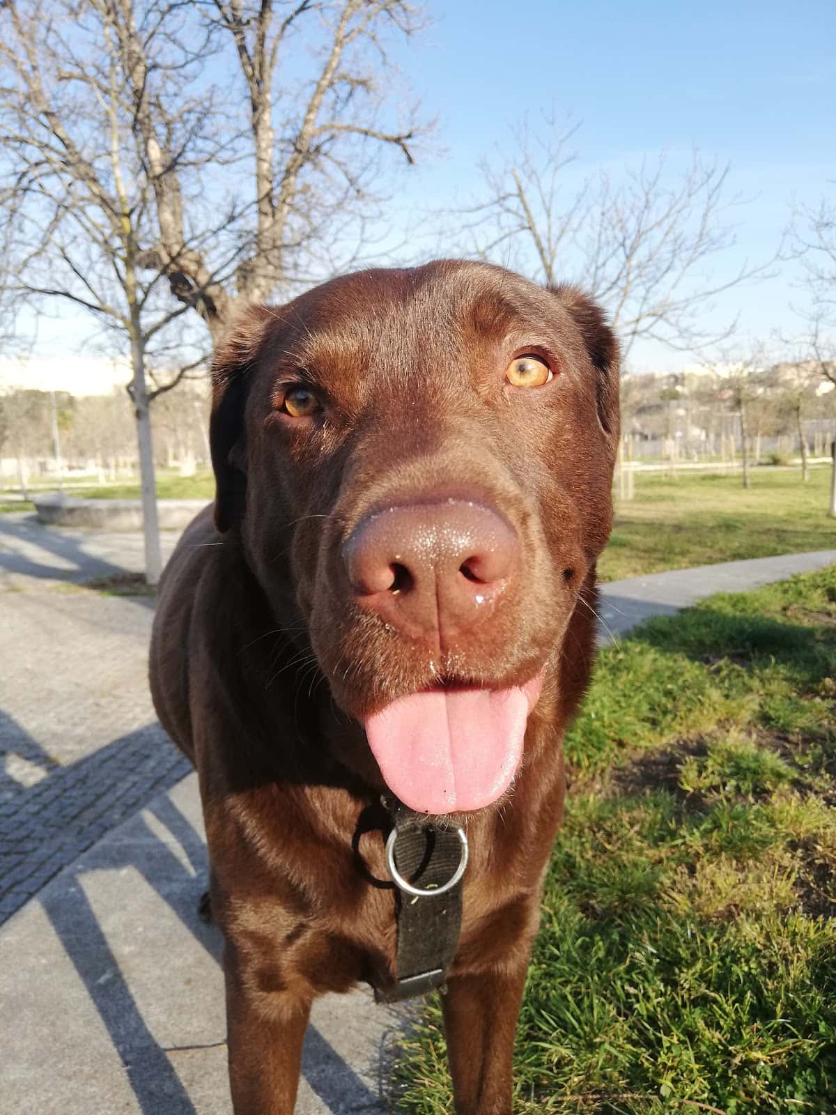 Centro Veterinario Kissy