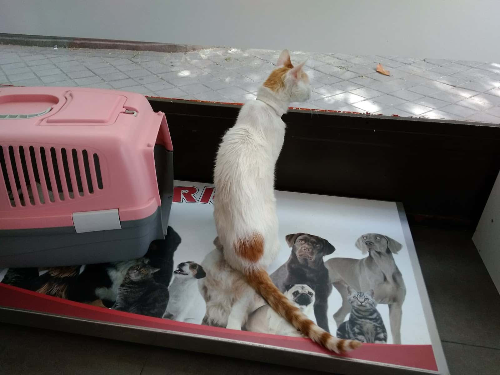 Centro Veterinario Kissy
