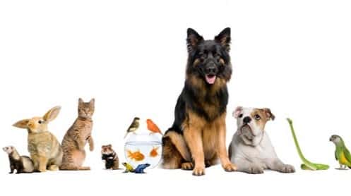 PARLAVET Centro Veterinario