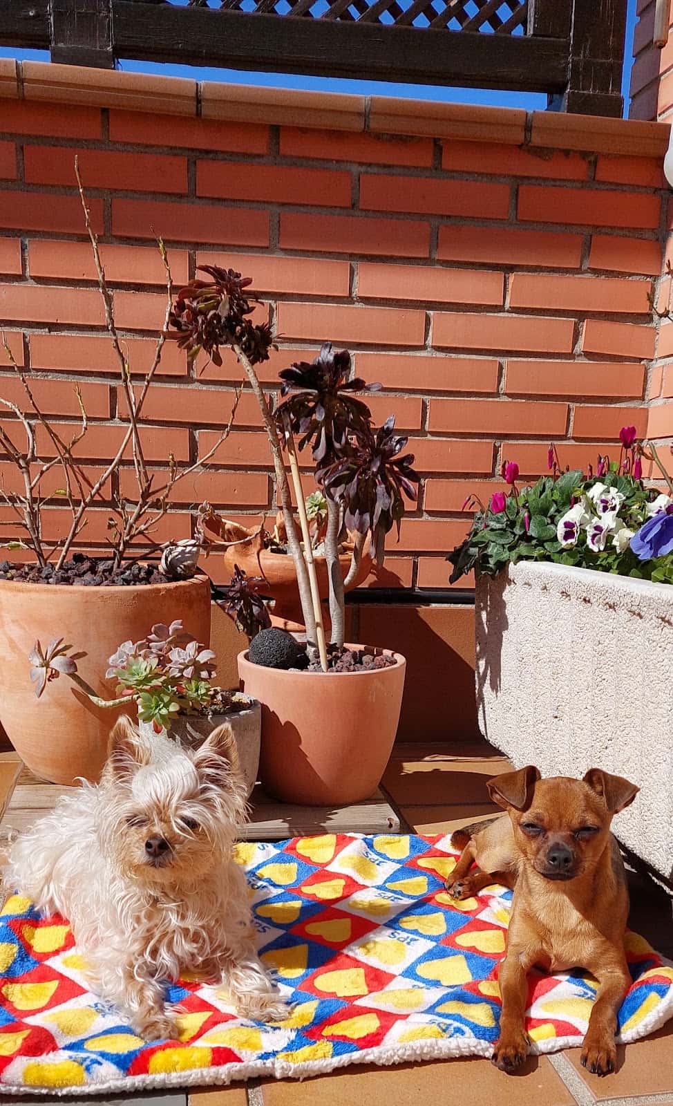 PARLAVET Centro Veterinario