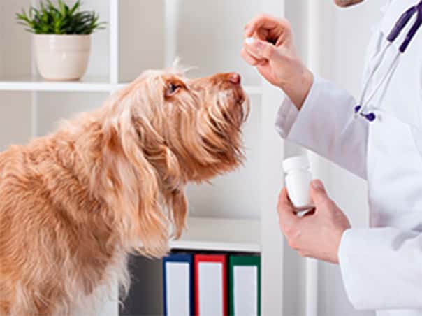 Centro Veterinario Dr. Deza