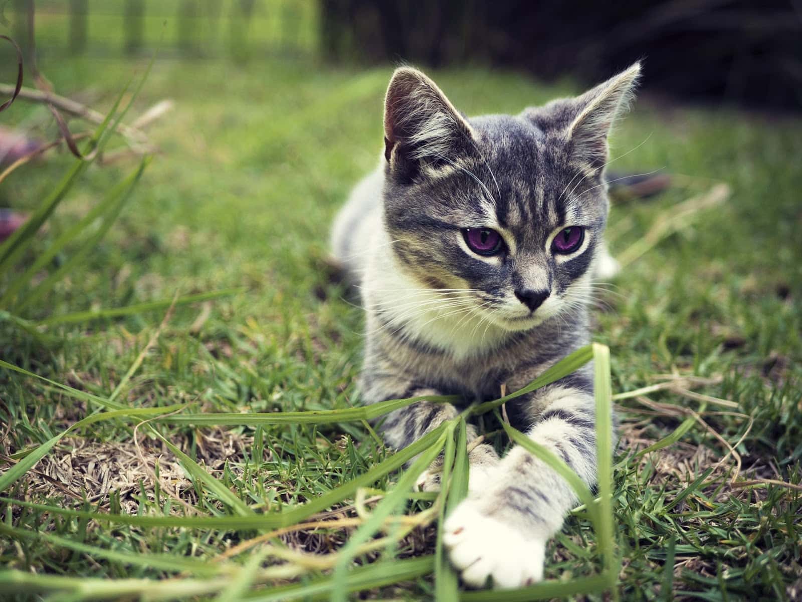 Centro Veterinario Dr. Deza