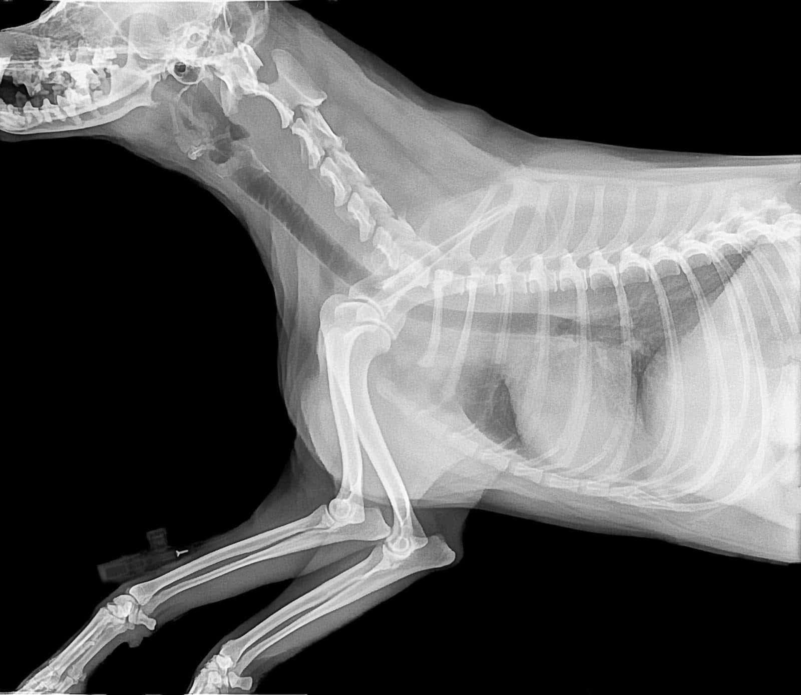 centro veterinario dr  deza veterinario centro en parla en madrid principalImage ADOPTA Sitios Pet Friendly