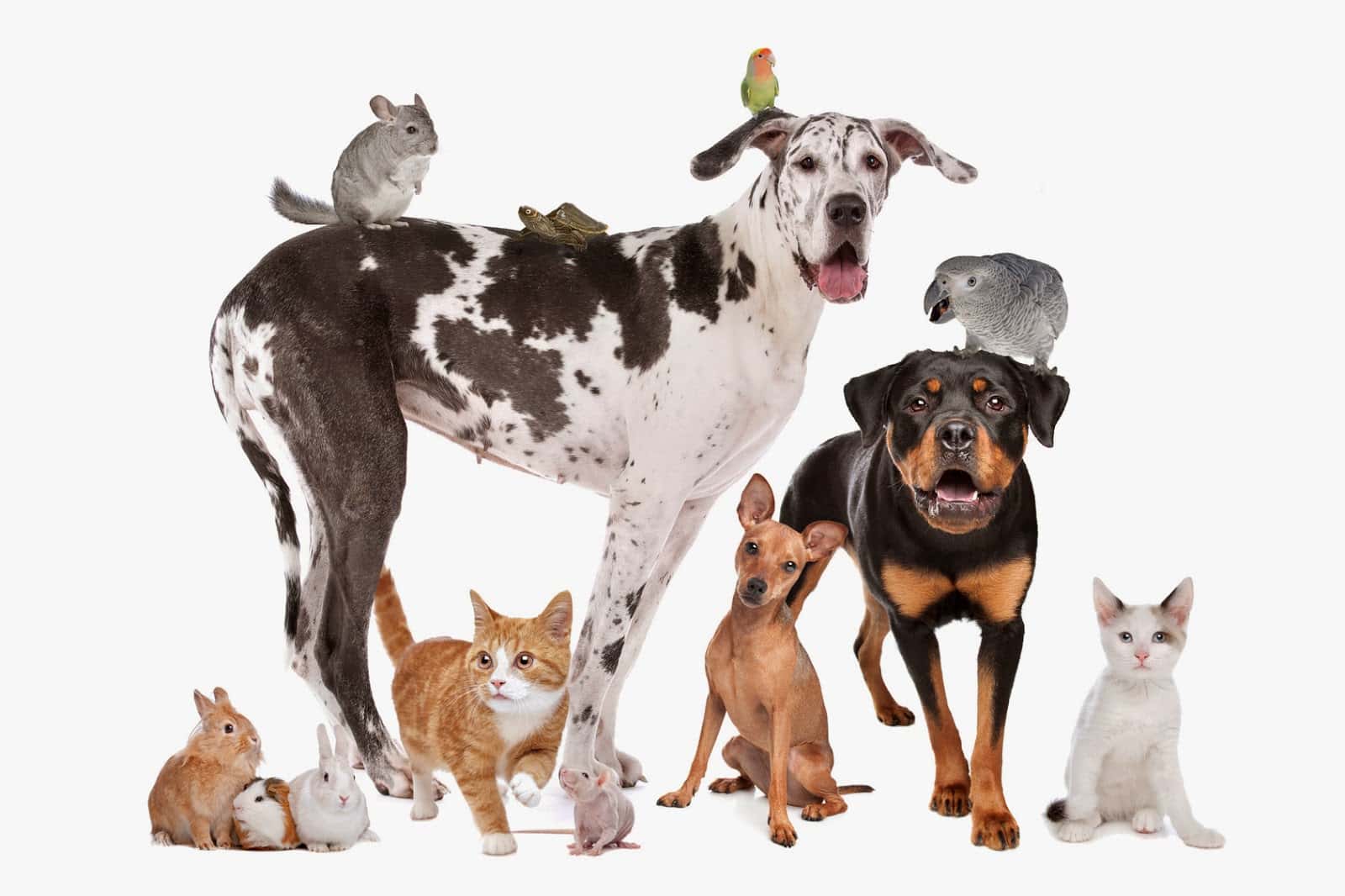 hospital veterinario mediterraneo veterinario hospital cerca de madrid principalImage ADOPTA Sitios Pet Friendly