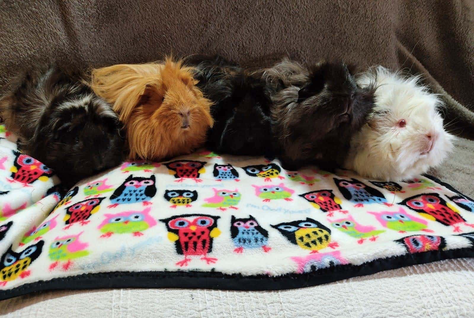 Clínica Veterinaria Exóticos