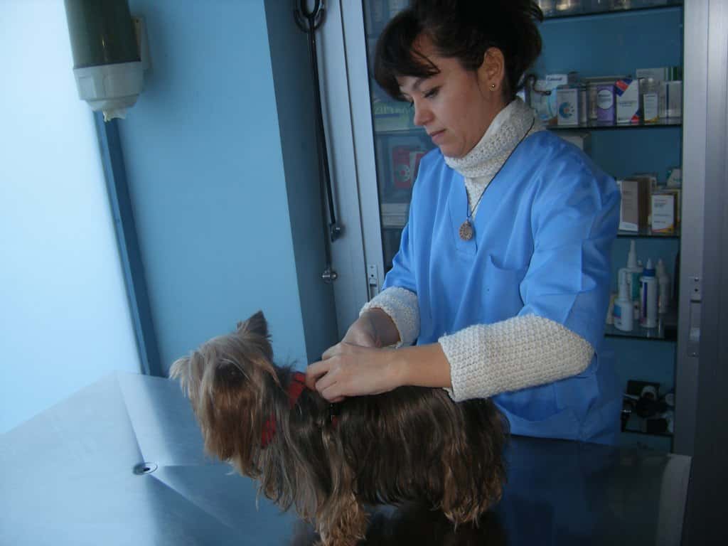 clinica veterinaria principe pio   elena ruano fernandez veterinario clinica cerca de madrid principalImage ADOPTA Sitios Pet Friendly