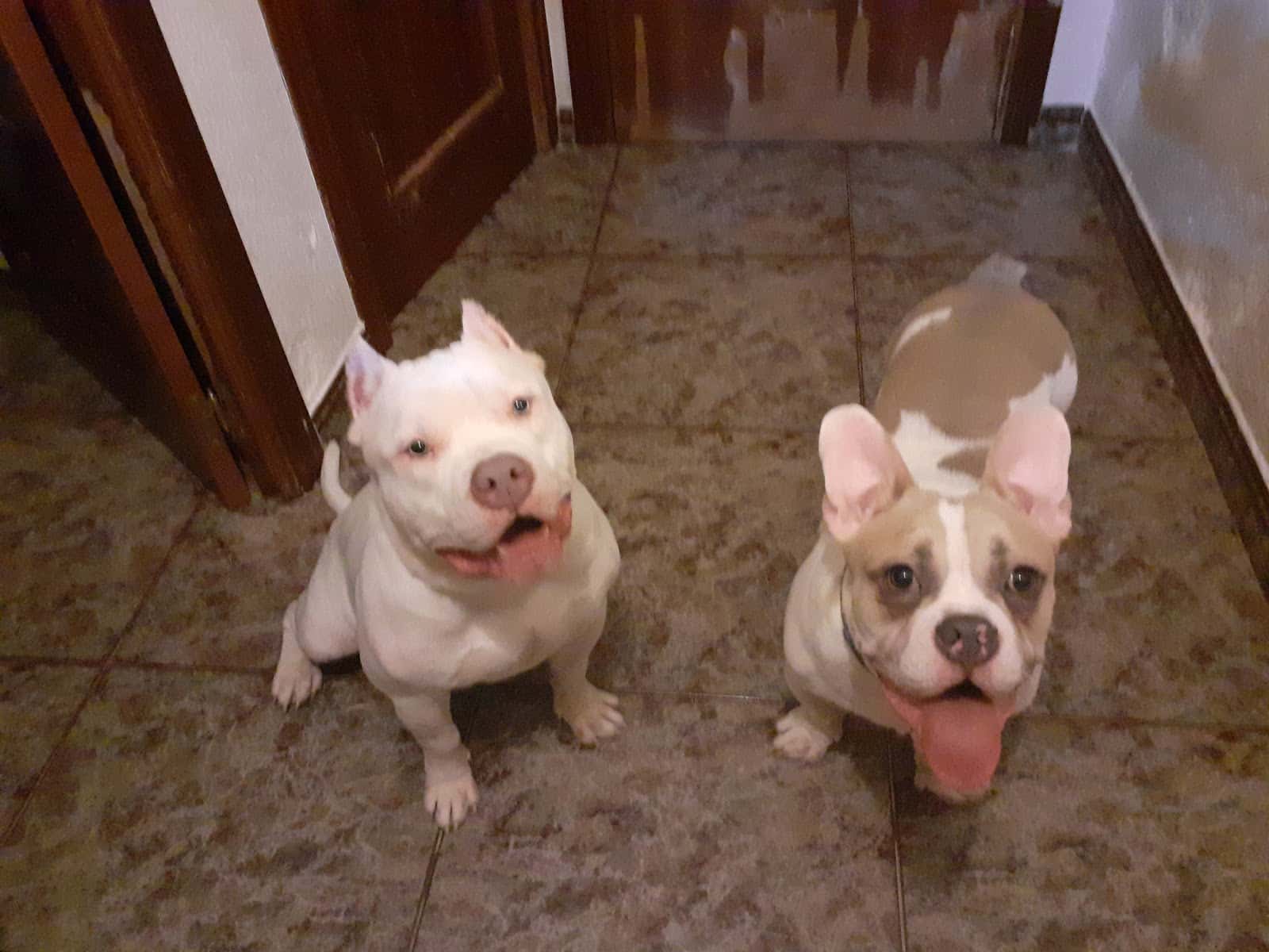 Alameda Clínica Veterinaria