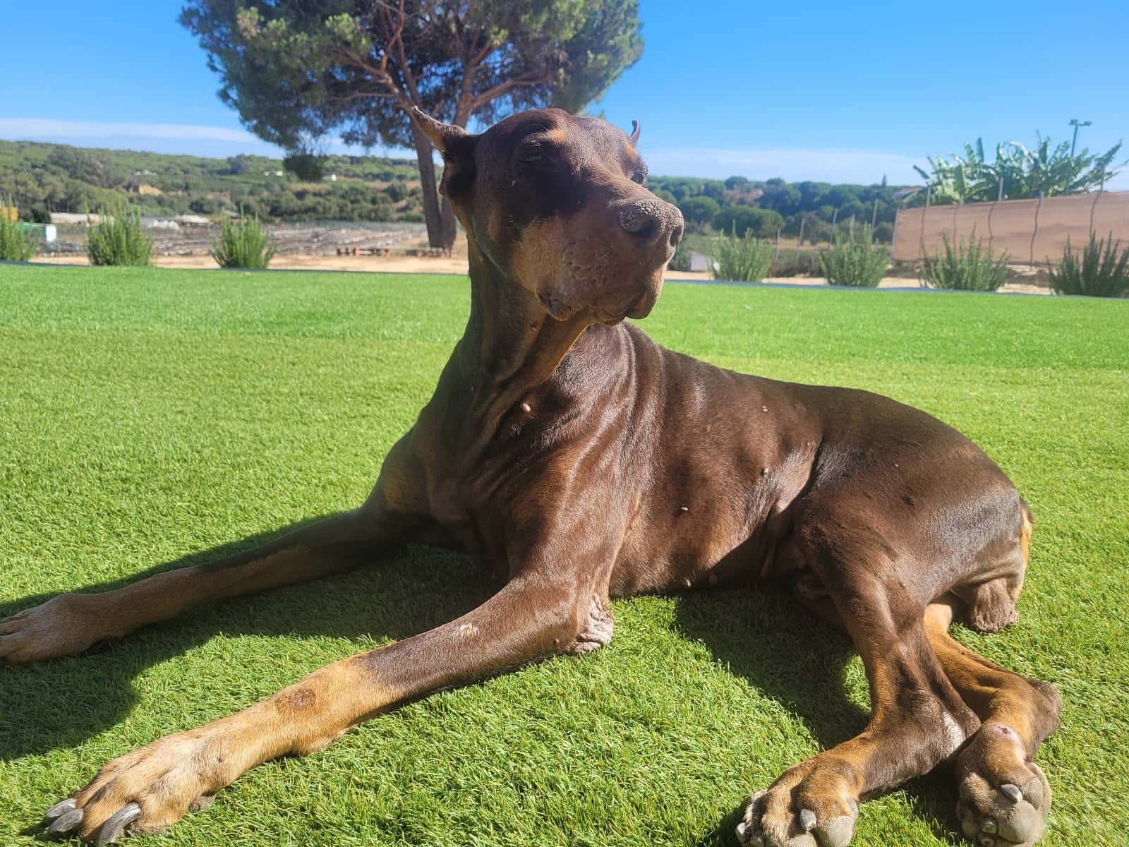 Centro Veterinario San Nicasio