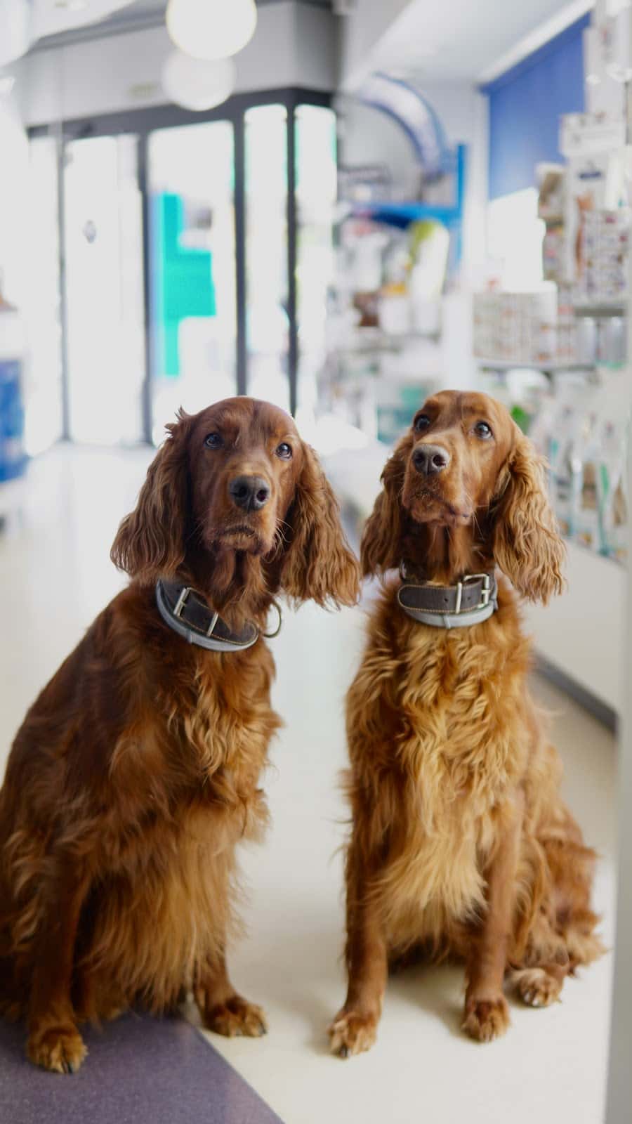 Clínica Veterinaria Guzmán el Bueno (Grupo Peñagrande)