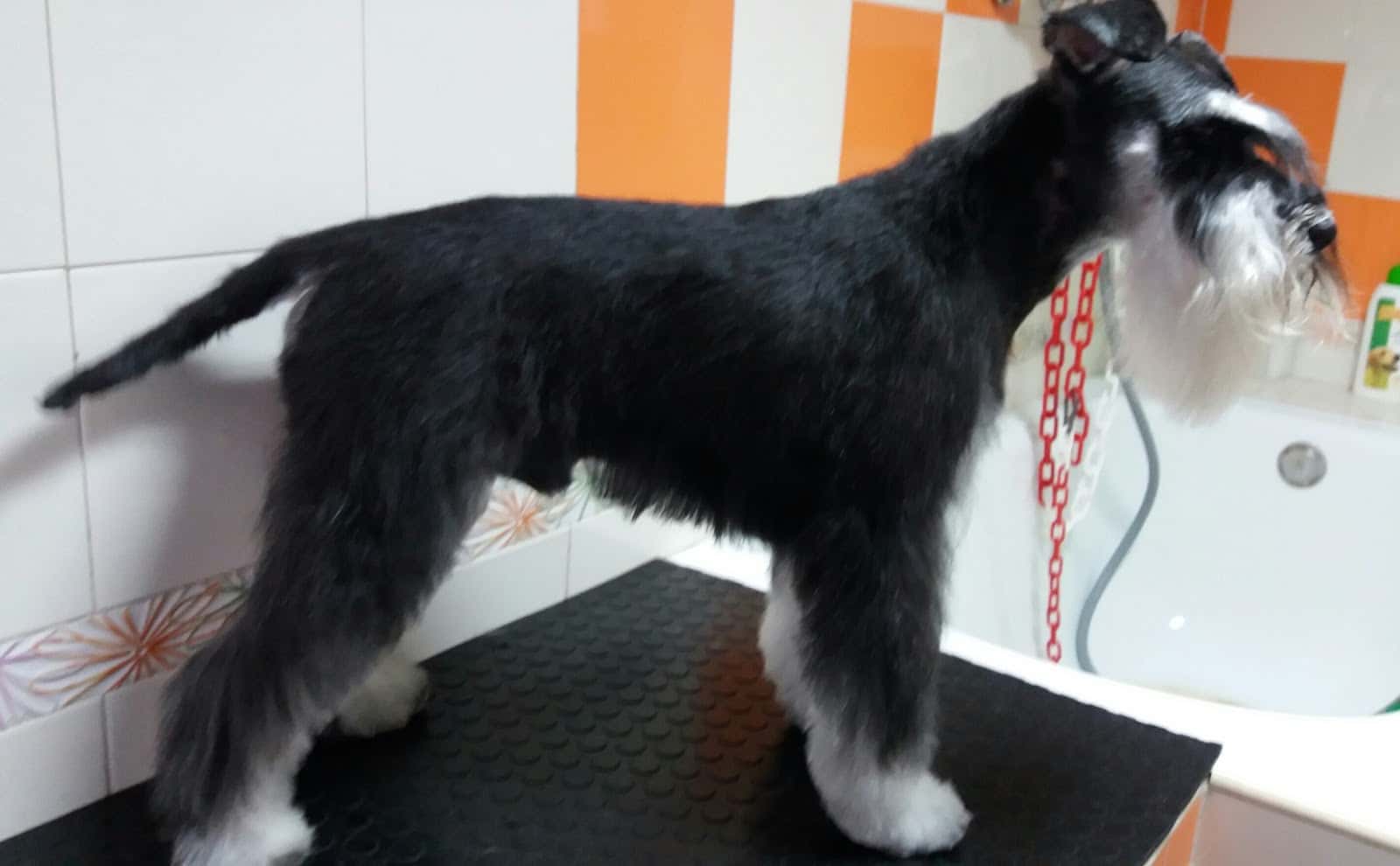 Centro Veterinario Yeles