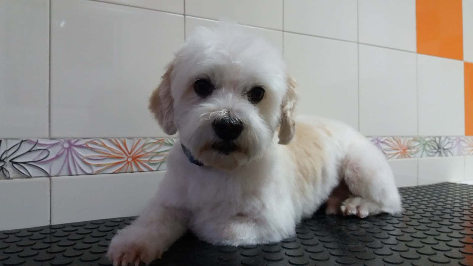 Centro Veterinario Yeles