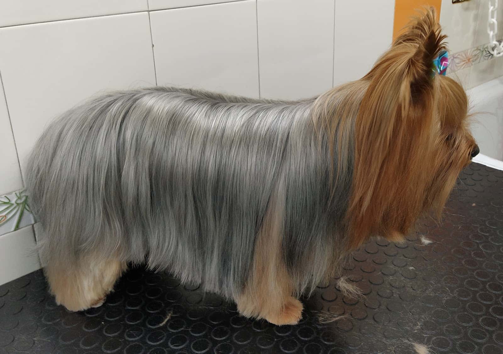 Centro Veterinario Yeles