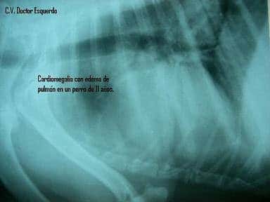 Centro veterinario Doctor Esquerdo
