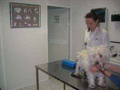 centro veterinario doctor esquerdo veterinario centro cerca de madrid principalImage ADOPTA Sitios Pet Friendly