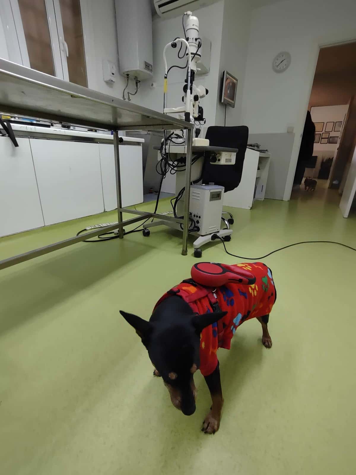 centro oftalmologico veterinario veterinario centro cerca de madrid principalImage ADOPTA Sitios Pet Friendly