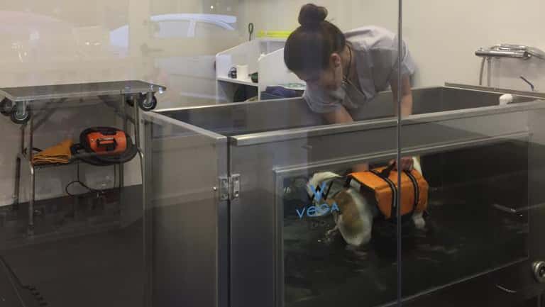 clinica veterinaria padilla veterinario clinica cerca de madrid principalImage ADOPTA Sitios Pet Friendly