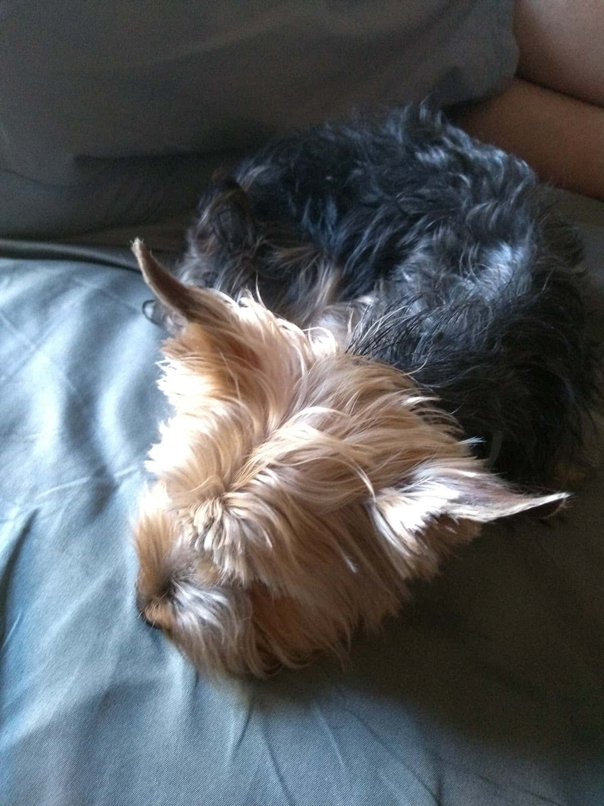 Puppy Guau