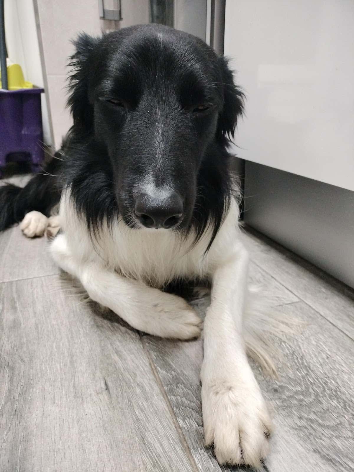 Clínica Veterinaria Irka Pau de Carabanchel