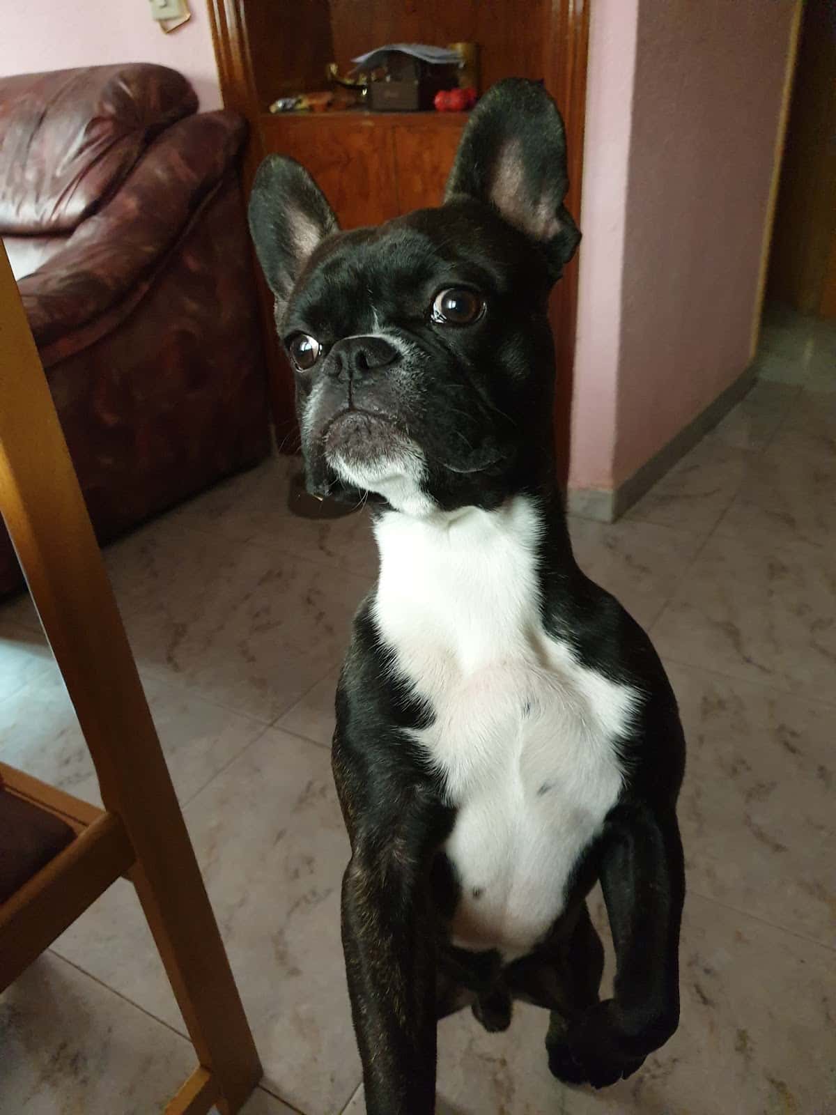 Clínica Veterinaria Irka Pau de Carabanchel